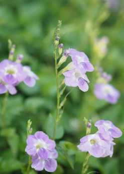 Sow Exotic Asystasia, Chinese Creeping Foxglove (Asystasia Gangetica) Medicinal & Culinary Herbs