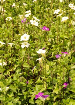 Sow Exotic Asystasia, Chinese Creeping Foxglove (Asystasia Gangetica) Medicinal & Culinary Herbs