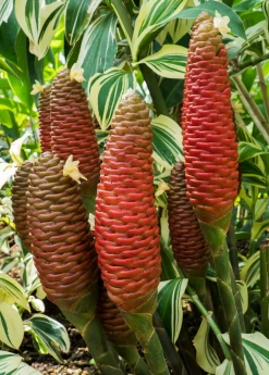 Sow Exotic Awapuhi Shampoo Ginger (Zingiber Zerumbet)
