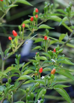Sow Exotic Rare Fruiting Plants Bird Pepper (Capsicum Annuum Var. Glabriusculum)