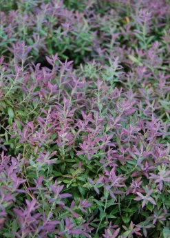 Sow Exotic Blueberry 'Native Florida' (Vaccinium Darrowii)