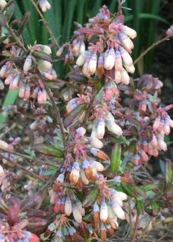 Sow Exotic Blueberry 'Native Florida' (Vaccinium Darrowii)
