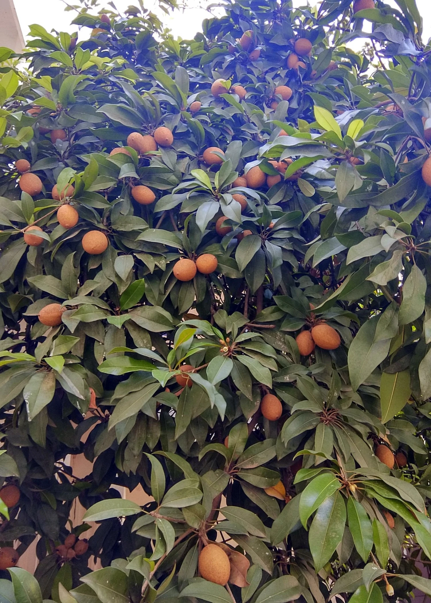 Sow Exotic Tropical Fruit & Spice Trees Mamey Sapote 'Key West' (Pouteria Sapota)