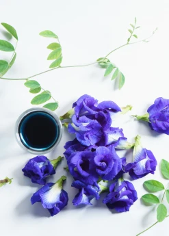 Sow Exotic Butterfly Pea (Clitoria Ternatea)