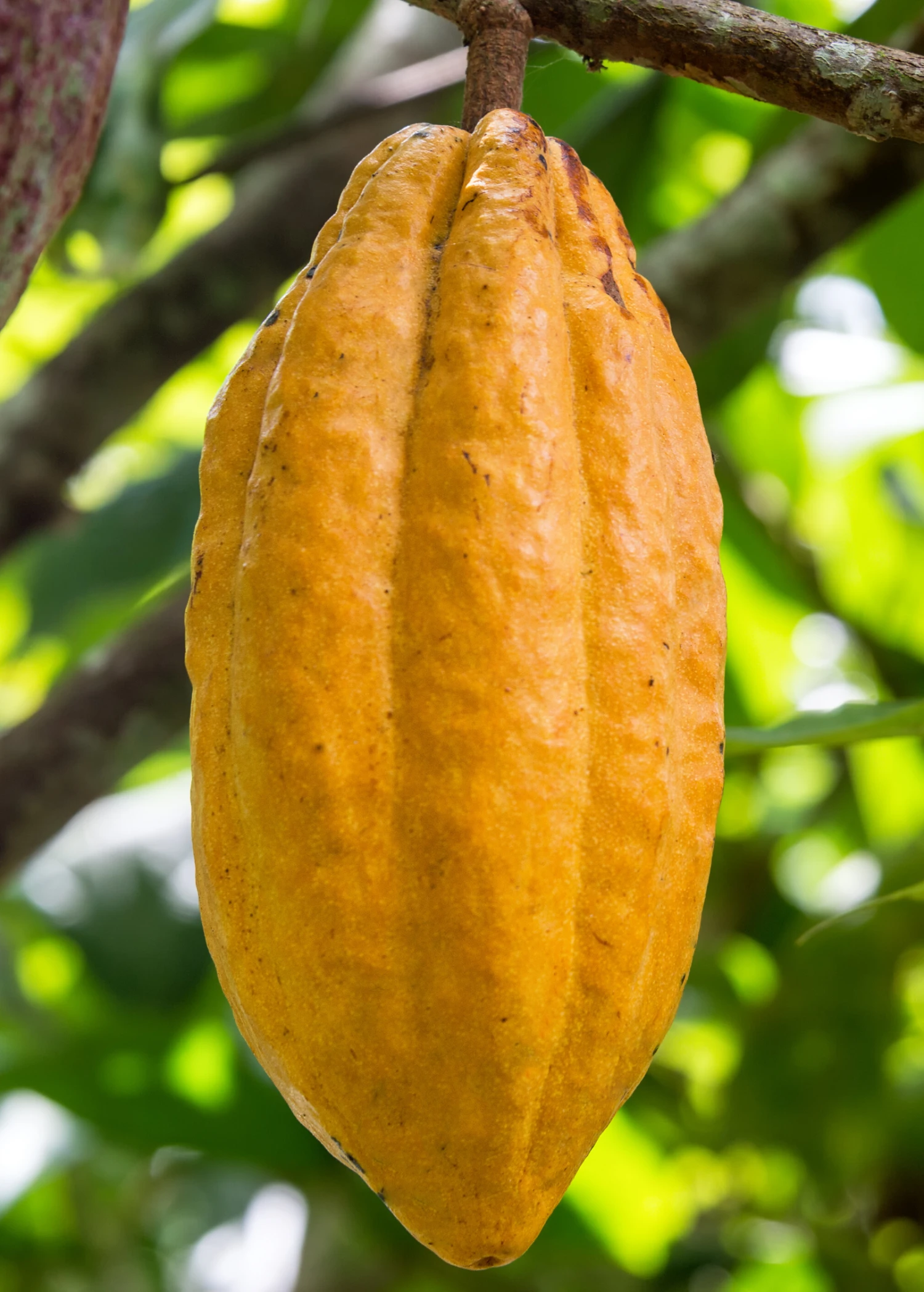 Sow Exotic Tropical Fruit & Spice Trees Yellow Cacao (Theobroma Cacao)