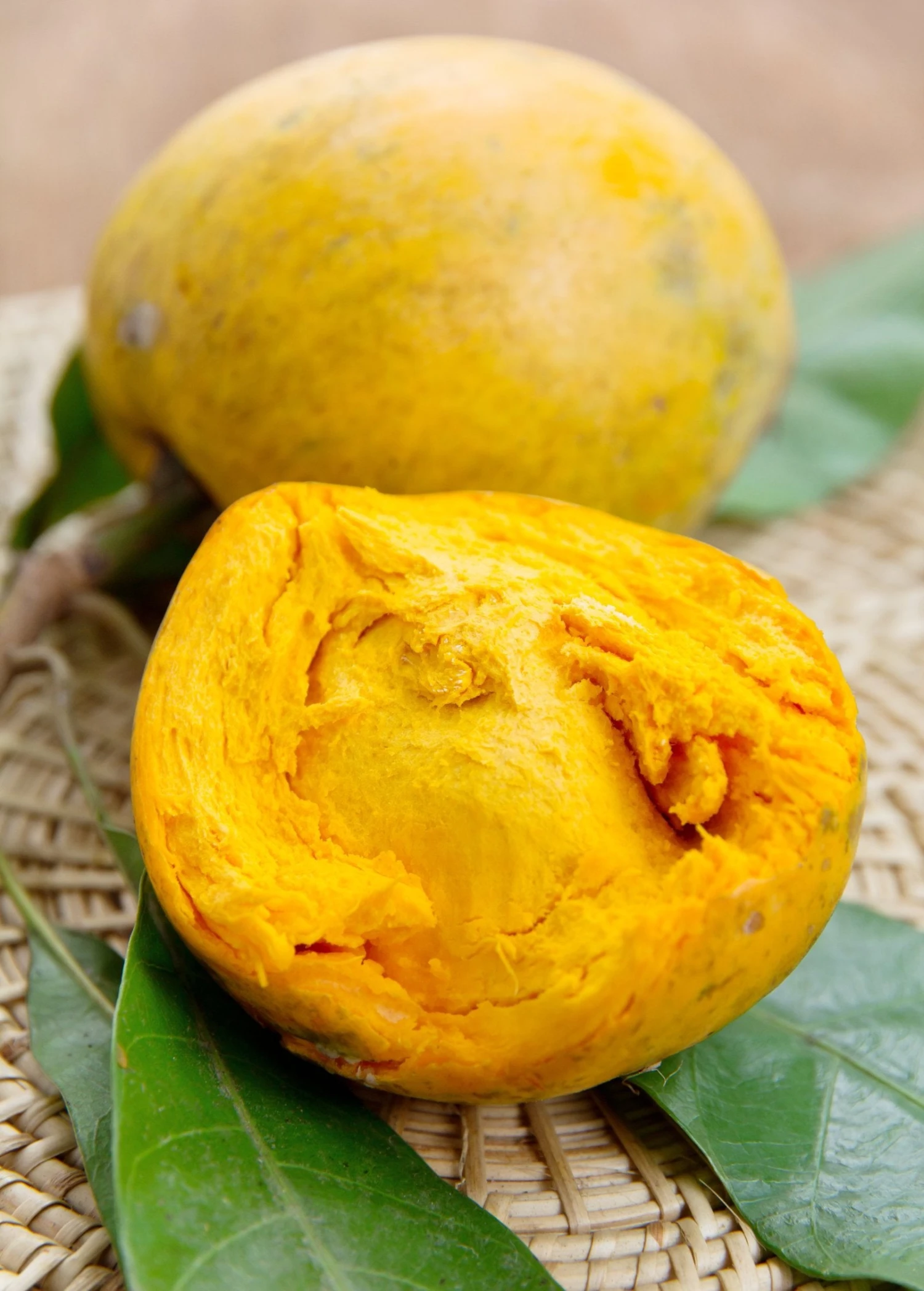 Sow Exotic Canistel 'Bruce' (Pouteria Campechiana) 1 Sow Exotic Canistel 'Bruce' (Pouteria Campechiana)