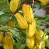 Sow Exotic Star Fruit 'Fwang Tung' (Averrhoa Carambola) Tropical Fruit & Spice Trees