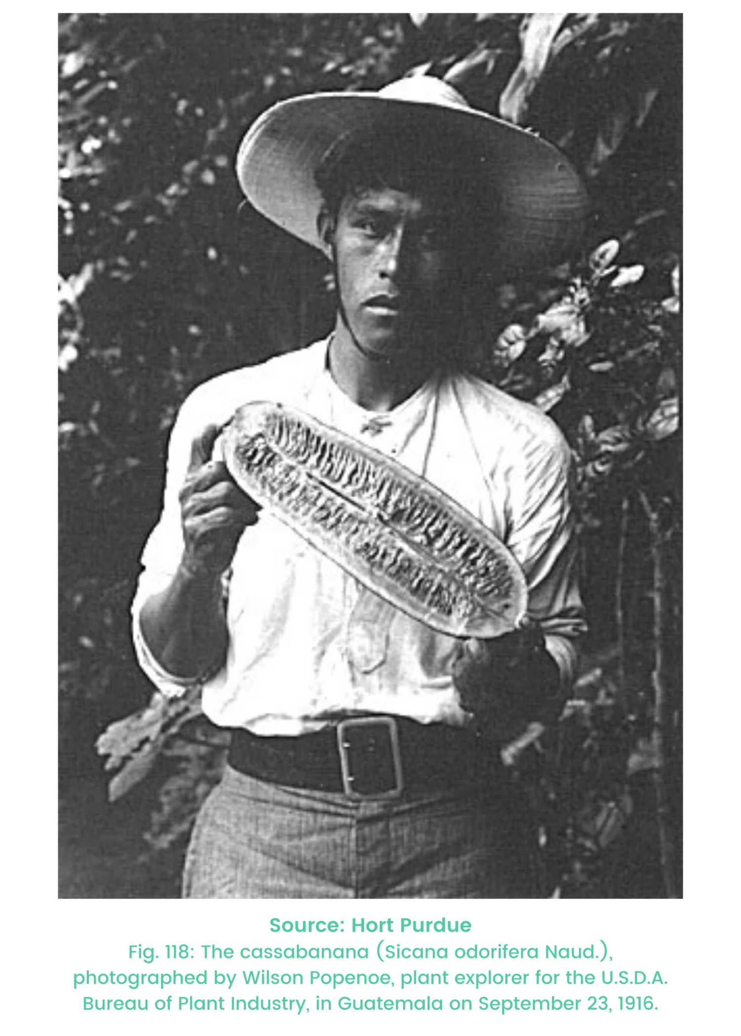 Sow Exotic Tropical Fruit & Spice Trees Cassabanana (Sicana Odorifera) 2 Sow Exotic Tropical Fruit & Spice Trees Cassabanana (Sicana Odorifera)