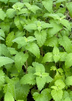 Sow Exotic Catnip (Nepeta Cataria) 7 Sow Exotic Catnip (Nepeta Cataria)