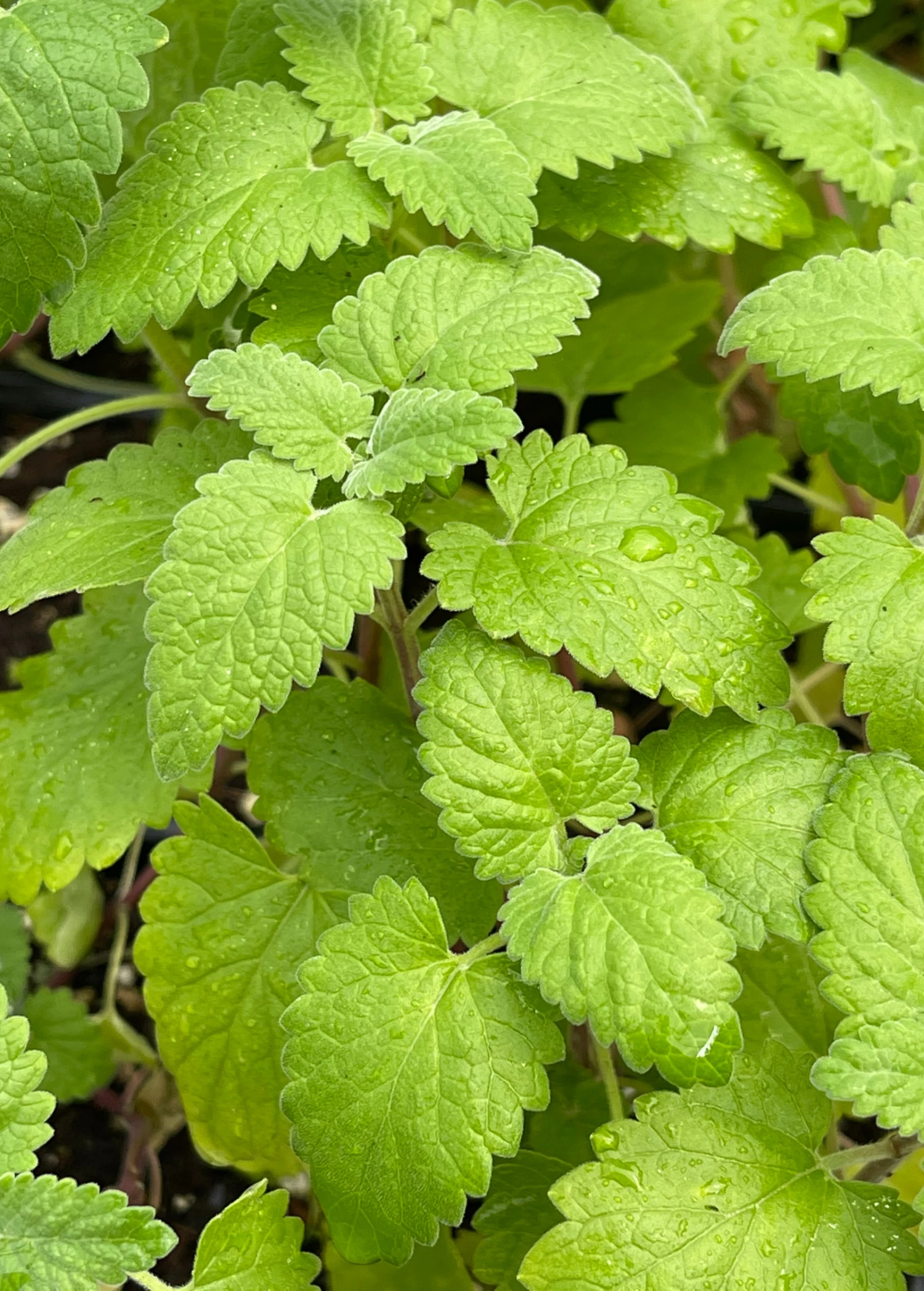 Sow Exotic Catnip (Nepeta Cataria) 5 Sow Exotic Catnip (Nepeta Cataria)