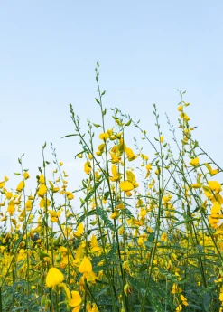 Sow Exotic Chipilín (Crotalaria Longirostrata) Medicinal & Culinary Herbs