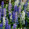 Sow Exotic Medicinal & Culinary Herbs Chocolate Chip Bugleweed (Ajuga)