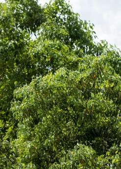 Sow Exotic Camphor (Cinnamomum Camphora) Rare Fruiting Plants