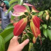 Sow Exotic Cinnamon (Cinnamomum Verum) Tropical Fruit & Spice Trees