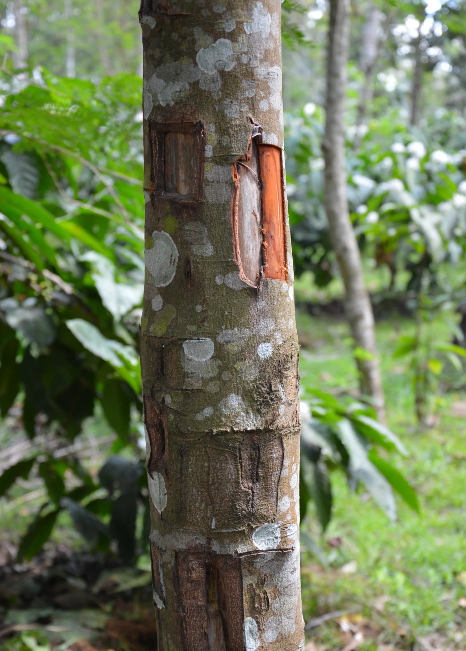Sow Exotic Cinnamon (Cinnamomum Verum) Tropical Fruit & Spice Trees 2 Sow Exotic Cinnamon (Cinnamomum Verum) Tropical Fruit & Spice Trees