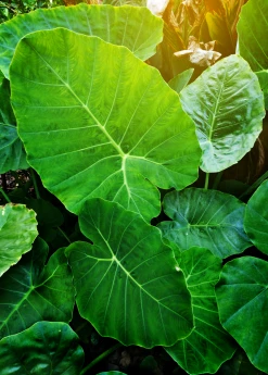 Sow Exotic Medicinal & Culinary Herbs Taro 'Chinese Bun Long' (Colocasia Esculenta)