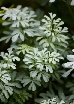 Sow Exotic Medicinal & Culinary Herbs Rue (Ruta Graveolens) 9 Sow Exotic Medicinal & Culinary Herbs Rue (Ruta Graveolens)