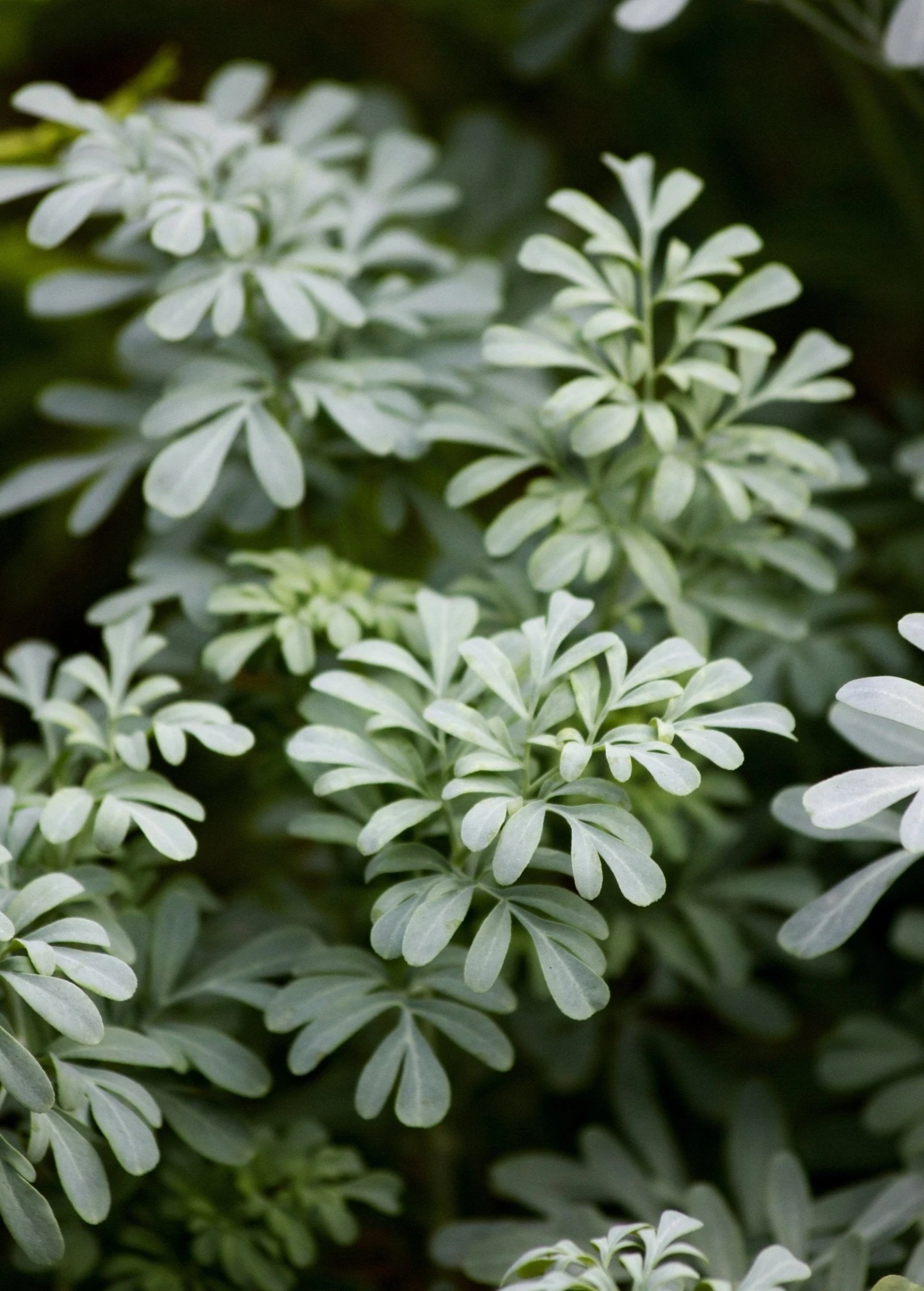 Sow Exotic Medicinal & Culinary Herbs Rue (Ruta Graveolens) 3 Sow Exotic Medicinal & Culinary Herbs Rue (Ruta Graveolens)