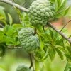 Sow Exotic Sugar Apple 'Thai Lessard' (Annona Squamosa L)