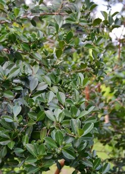 Sow Exotic Tropical Fruit & Spice Trees Guava, Strawberry (Psidium Cattleianum)