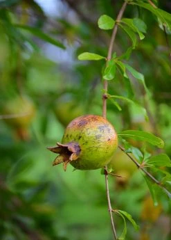 Sow Exotic Pomegranate 'Vietnamese Pink' (Punica Granatum) Tropical Fruit & Spice Trees 9 Sow Exotic Pomegranate 'Vietnamese Pink' (Punica Granatum) Tropical Fruit & Spice Trees