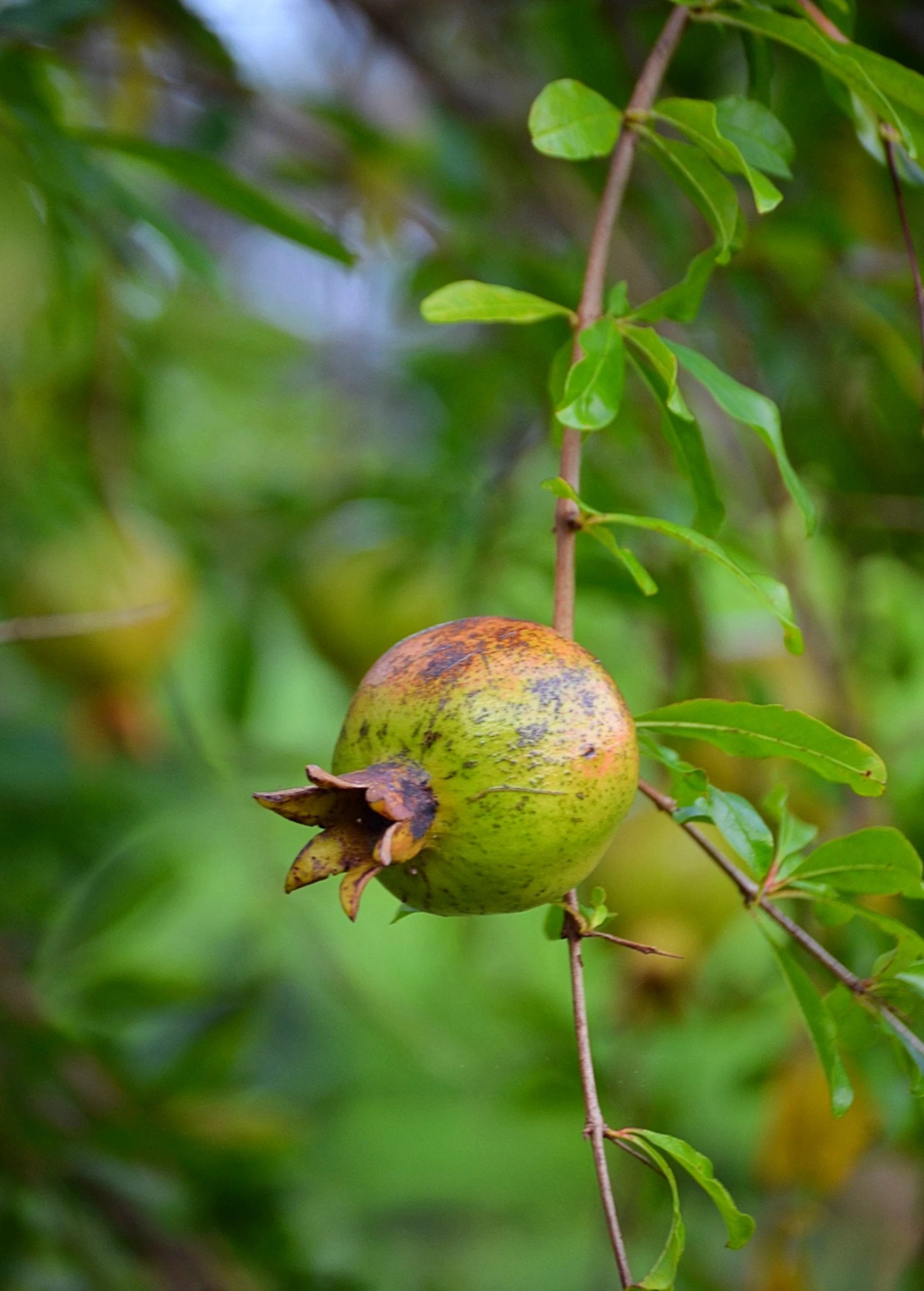 Sow Exotic Pomegranate 'Vietnamese Pink' (Punica Granatum) Tropical Fruit & Spice Trees 5 Sow Exotic Pomegranate 'Vietnamese Pink' (Punica Granatum) Tropical Fruit & Spice Trees