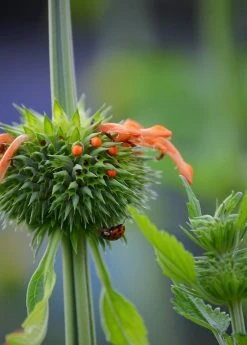 Sow Exotic Medicinal & Culinary Herbs Klip Dagga (Leonotis Nepetifolia) 10 Sow Exotic Medicinal & Culinary Herbs Klip Dagga (Leonotis Nepetifolia)