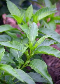 Sow Exotic Longevity Spinach (Gynura Procumbens) Medicinal & Culinary Herbs