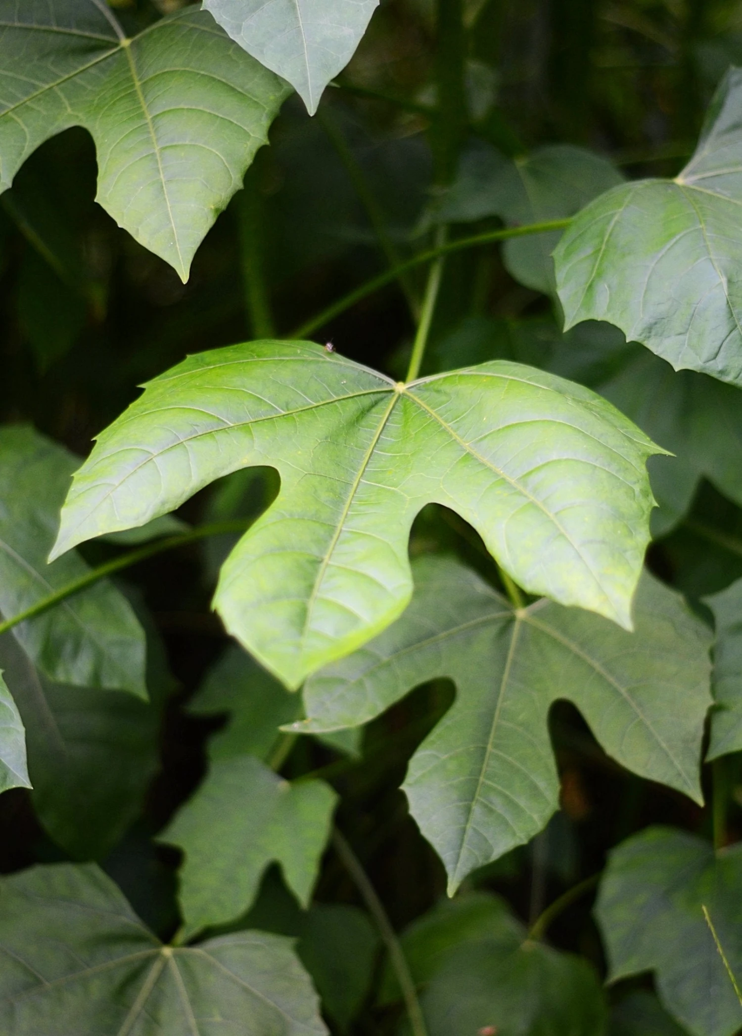 Sow Exotic Medicinal & Culinary Herbs Chaya, Mexican Tree Spinach (Cnidoscolus Aconitifolius) 1 Sow Exotic Medicinal & Culinary Herbs Chaya, Mexican Tree Spinach (Cnidoscolus Aconitifolius)