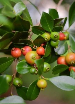 Sow Exotic Tropical Fruit & Spice Trees Guava, Strawberry (Psidium Cattleianum)