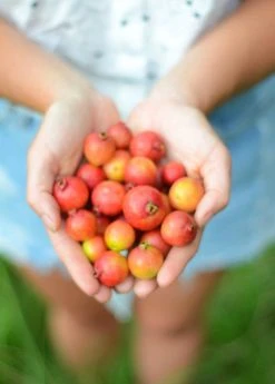 Sow Exotic Tropical Fruit & Spice Trees Guava, Strawberry (Psidium Cattleianum)