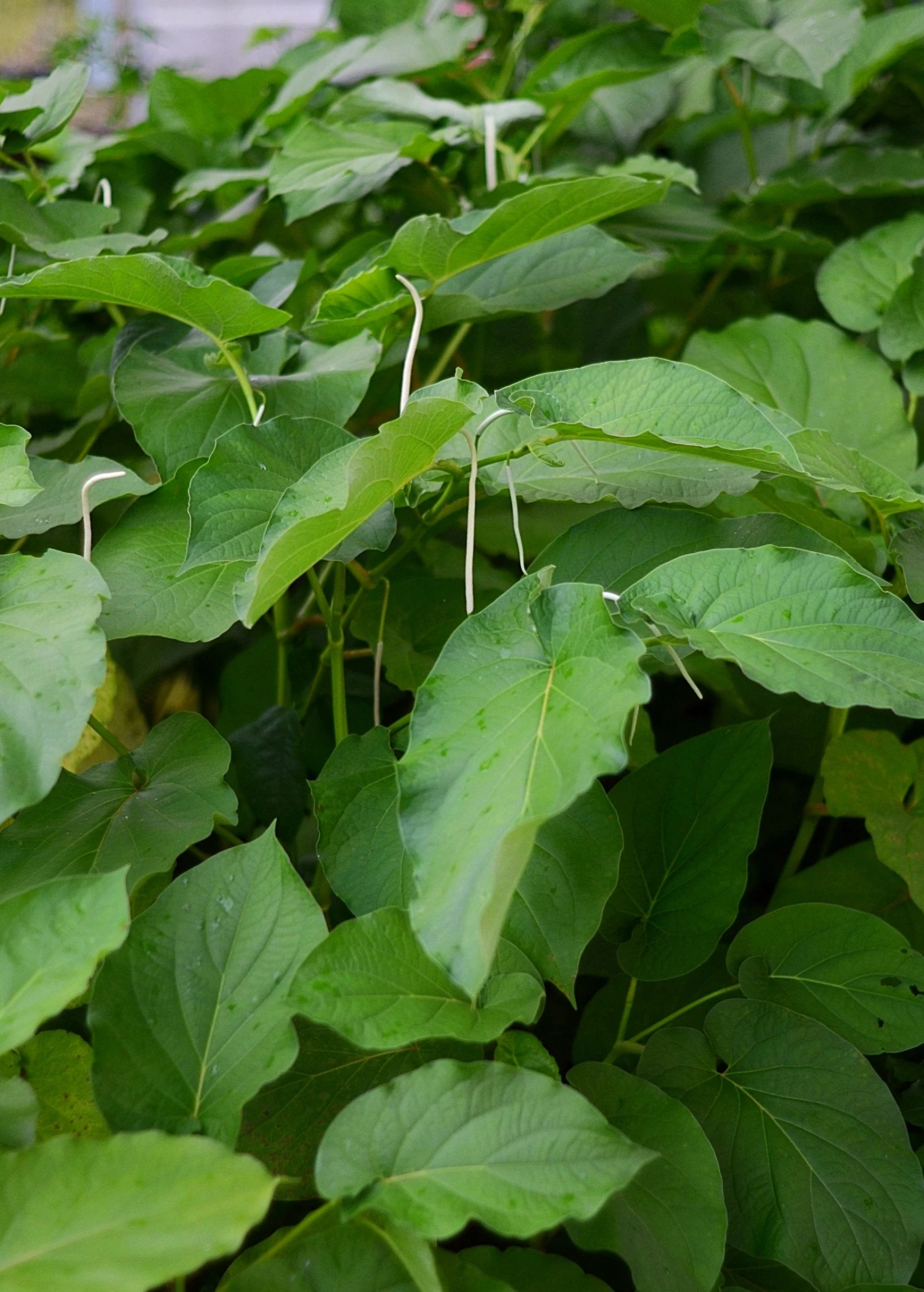 Sow Exotic Medicinal & Culinary Herbs Hoja Santa (Piper Auritum) 2 Sow Exotic Medicinal & Culinary Herbs Hoja Santa (Piper Auritum)