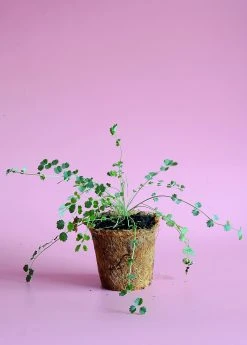 Sow Exotic Salad Burnet (Sanguisorba Minor)