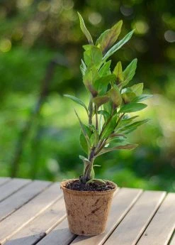 Sow Exotic Longevity Spinach (Gynura Procumbens) Medicinal & Culinary Herbs