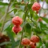 Sow Exotic Flowering Maple (Abutilon Pictum)