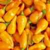 Sow Exotic Datil Pepper (Capsicum Chinense) Rare Fruiting Plants