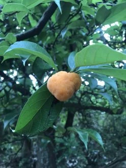 Sow Exotic Kwai Muk (Artocarpus Hypargyraeus)