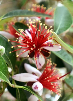 Sow Exotic Pineapple Guava (Feijoa Sellowiana) Tropical Fruit & Spice Trees