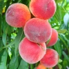Sow Exotic Peach 'Florida Grande' (Prunus Persica)