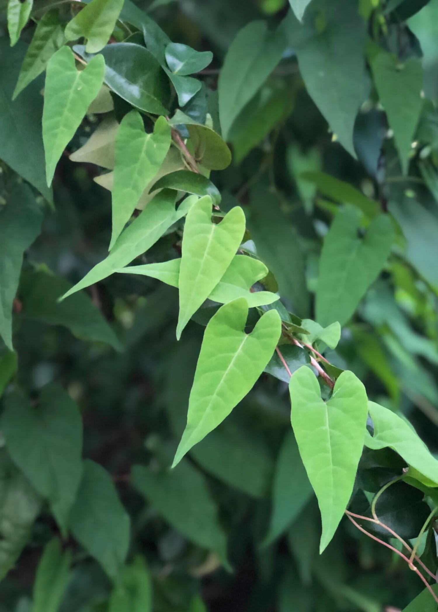 Sow Exotic Fo-Ti, He Shou Wu (Polygonum Multiflorum)