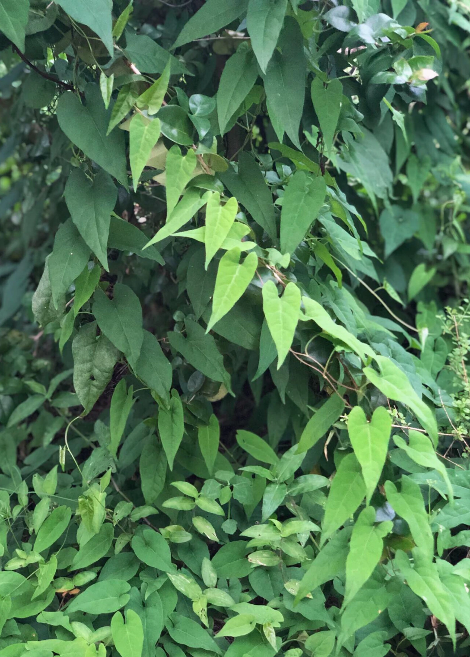 Sow Exotic Fo-Ti, He Shou Wu (Polygonum Multiflorum)