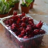 Sow Exotic PRE-ORDER Florida Cranberry Hibiscus Fruit Box