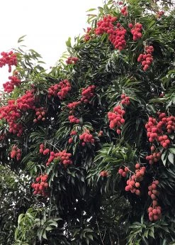 Sow Exotic Tropical Fruit & Spice Trees Lychee 'Mauritius' (Litchi Chinensis)