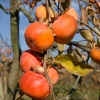 Sow Exotic Tropical Fruit & Spice Trees Persimmon 'Fuyu' (Diospyros Kaki)