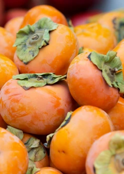 Sow Exotic Tropical Fruit & Spice Trees Persimmon 'Fuyu' (Diospyros Kaki)