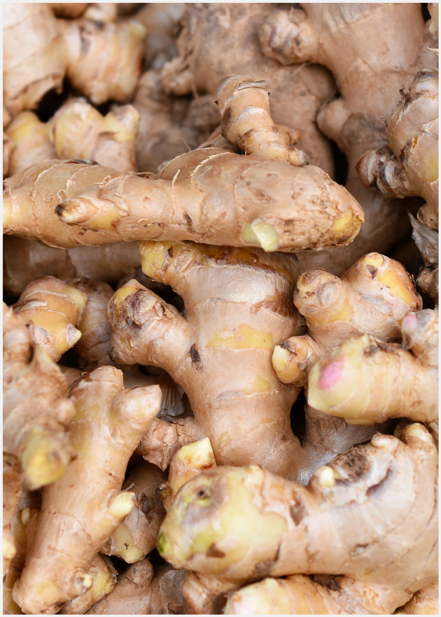 Sow Exotic Ginger, Yellow (Zingiber Officinale) Medicinal & Culinary Herbs 4 Sow Exotic Ginger, Yellow (Zingiber Officinale) Medicinal & Culinary Herbs