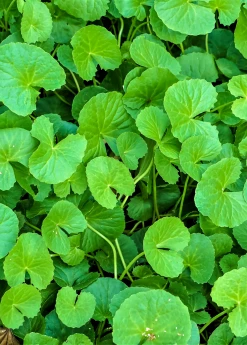 Sow Exotic Gotu Kola (Centella Asiatica)