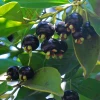 Sow Exotic Grumichama (Eugenia Brasiliensis) Tropical Fruit & Spice Trees