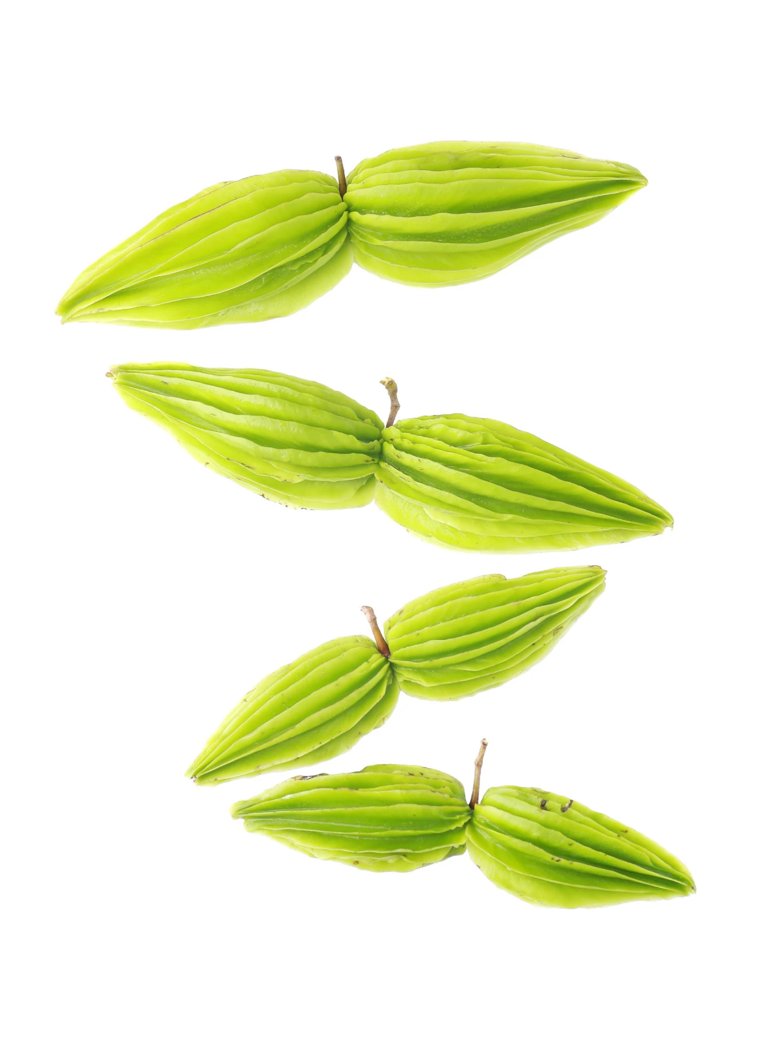 Sow Exotic Bitter Leaf Tree (Gymnanthemum Extensum) 5 Sow Exotic Bitter Leaf Tree (Gymnanthemum Extensum)