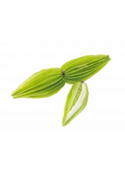 Sow Exotic Bitter Leaf Tree (Gymnanthemum Extensum) 13 Sow Exotic Bitter Leaf Tree (Gymnanthemum Extensum)